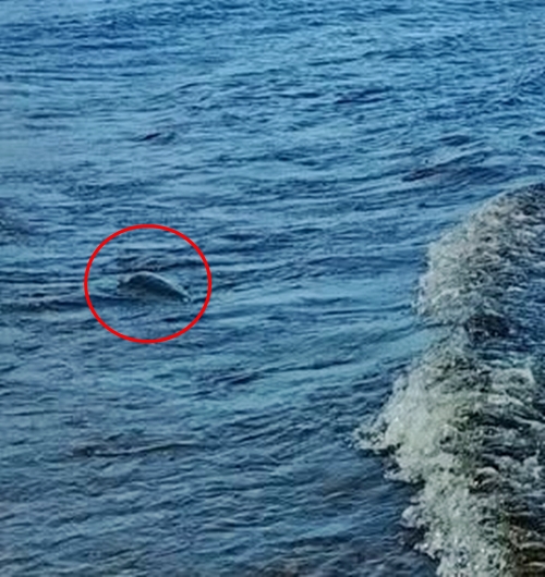 A mysterious object spotted on Loch Ness vanished without a trace, sparking new hopes it was Nessie as a tourist claims it appeared green and up to six feet tall.