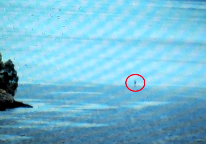 A mysterious object spotted on Loch Ness vanished without a trace, sparking new hopes it was Nessie as a tourist claims it appeared green and up to six feet tall.