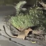 Rare footage captures a near-threatened Lumholtz's tree kangaroo sniffing roadside pavement in FNQ - delighting late-night workers and racking up views on Facebook.