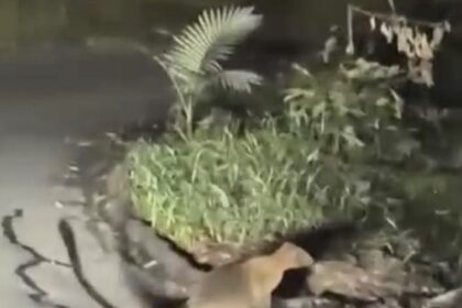 Rare footage captures a near-threatened Lumholtz's tree kangaroo sniffing roadside pavement in FNQ - delighting late-night workers and racking up views on Facebook.