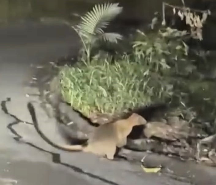 Rare footage captures a near-threatened Lumholtz's tree kangaroo sniffing roadside pavement in FNQ - delighting late-night workers and racking up views on Facebook.