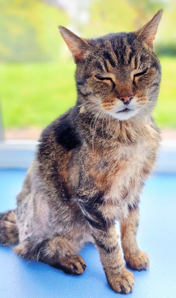 Buzz, a 20-year-old cat found at Drax Power Station, is seeking a loving home after surviving years as a stray - now recovering thanks to RSPCA care and support.