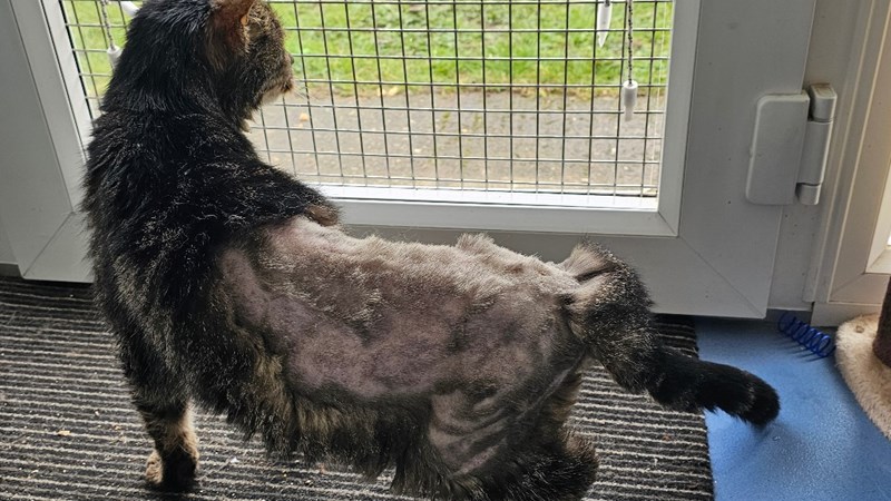 Buzz, a 20-year-old cat found at Drax Power Station, is seeking a loving home after surviving years as a stray - now recovering thanks to RSPCA care and support.