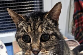 Buzz, a 20-year-old cat found at Drax Power Station, is seeking a loving home after surviving years as a stray - now recovering thanks to RSPCA care and support.