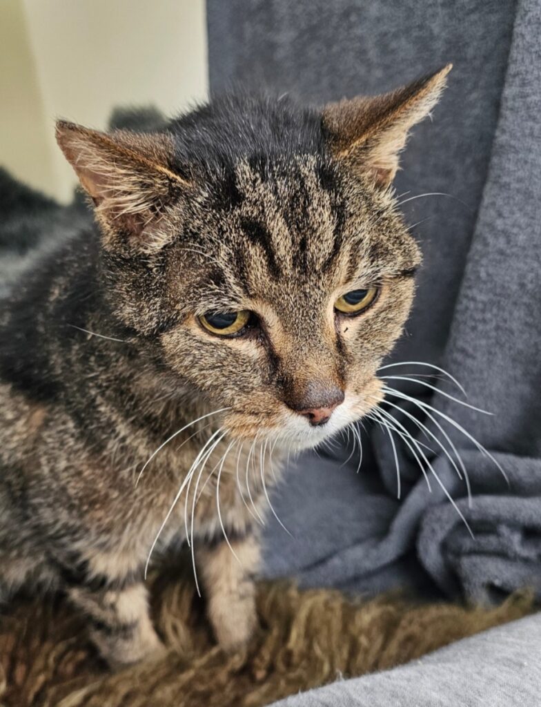 Buzz, a 20-year-old cat found at Drax Power Station, is seeking a loving home after surviving years as a stray - now recovering thanks to RSPCA care and support.
