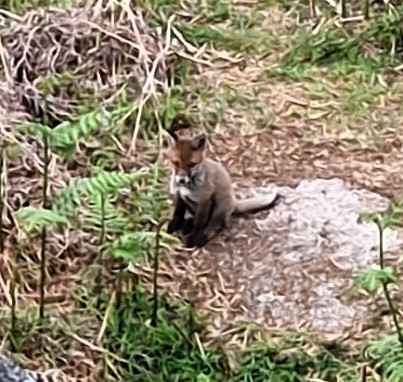 Rosie Woolway spotted playful fox cubs during a sunset stroll on Dartmoor, spending 45 magical minutes watching them frolic in the wild after her shift at work.