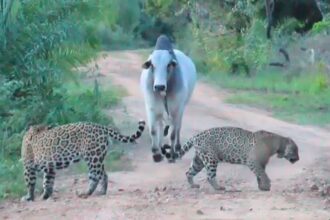 A fearless Nelore bull stunned onlookers by charging at two jaguars in Brazil’s Pantanal wetland, forcing the top predators to retreat into the bush without a fight.