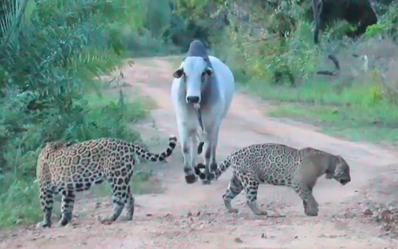 A fearless Nelore bull stunned onlookers by charging at two jaguars in Brazil’s Pantanal wetland, forcing the top predators to retreat into the bush without a fight.