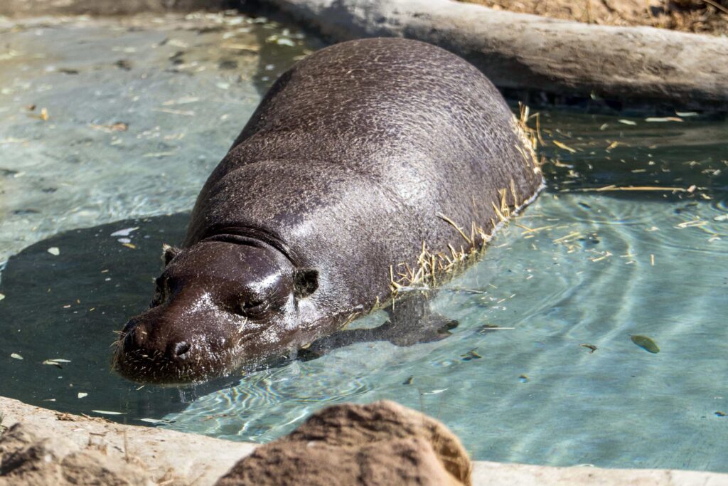 Hannah Shirley the pygmy hippo is now the world’s oldest at 51 years old, living a pampered life in California with spa days, pool time and plenty of snacks.