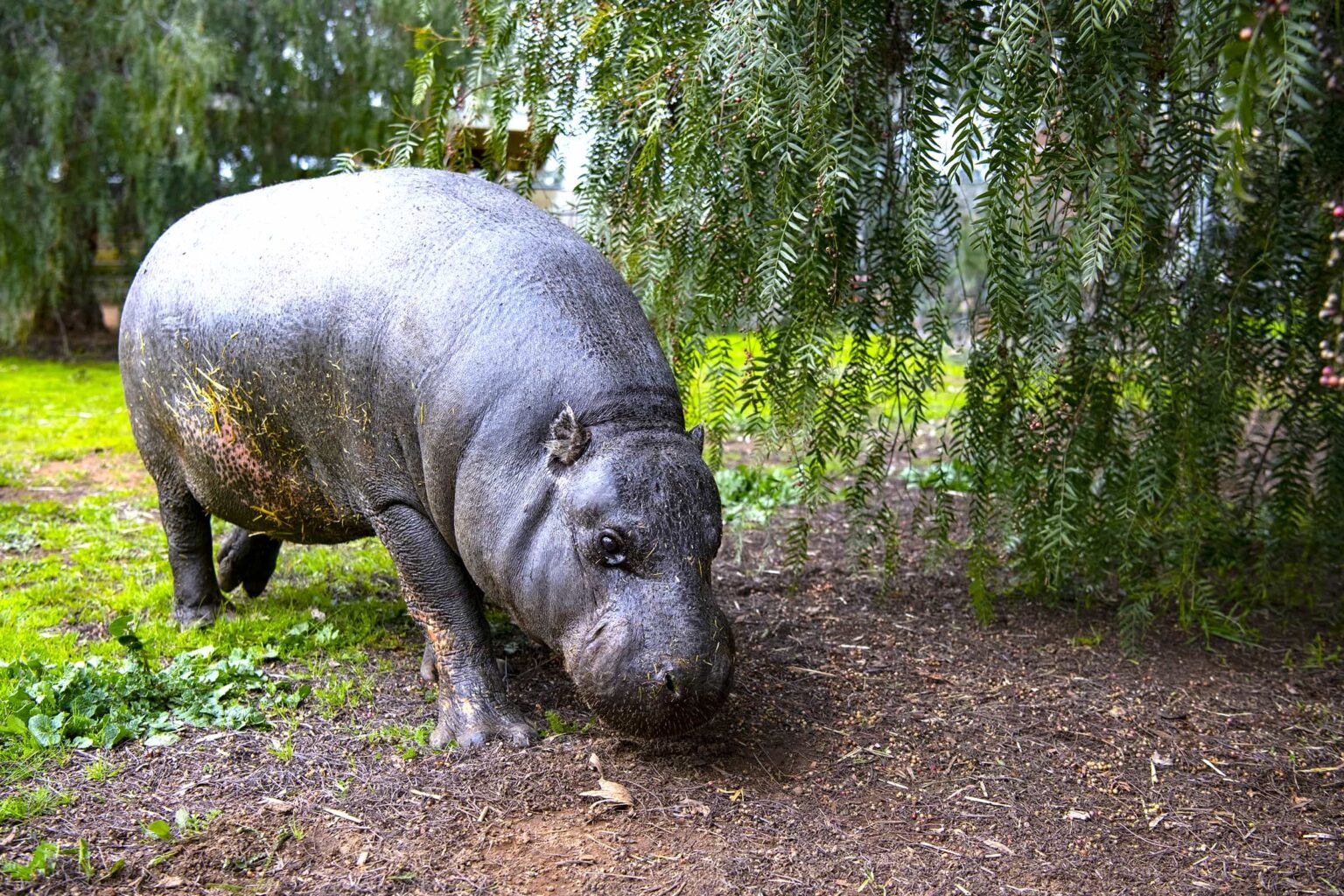 Hannah Shirley the pygmy hippo is now the world’s oldest at 51 years old, living a pampered life in California with spa days, pool time and plenty of snacks.
