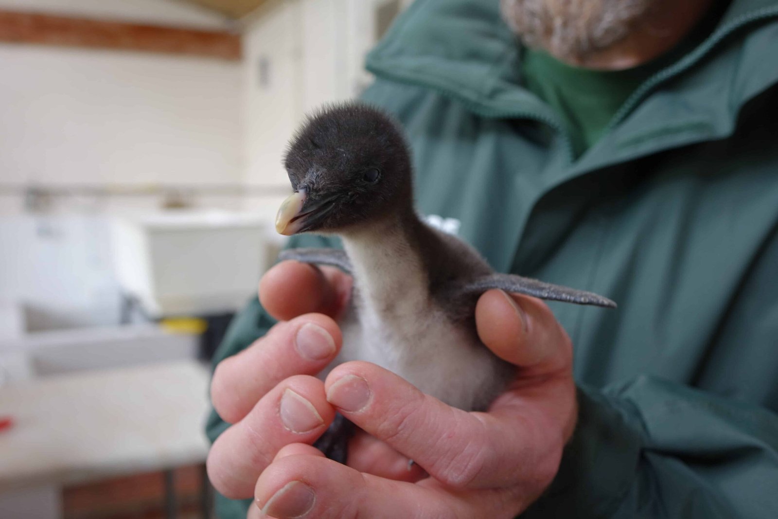 Rare penguin chick being hand-reared in bid to boost endangered species ...