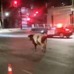 A runaway cow in Santiago charged a police officer who tried to stop it with sirens and flashing lights. The cop suffered minor injuries and the cow was safely returned.
