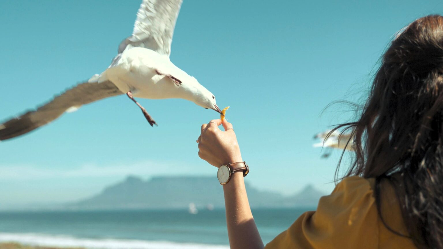 The Cheesy Toast Shack in St Andrews raised £3,263 for charity through its £1 seagull insurance, offering meal replacements if birds snatch food from customers.