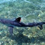 A seven-foot Porbeagle shark dubbed ‘Mini Jaws’ was spotted off the Welsh coast, sparking rescue fears before safely swimming away - it’s a rare Great white relative.