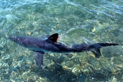 A seven-foot Porbeagle shark dubbed ‘Mini Jaws’ was spotted off the Welsh coast, sparking rescue fears before safely swimming away - it’s a rare Great white relative.