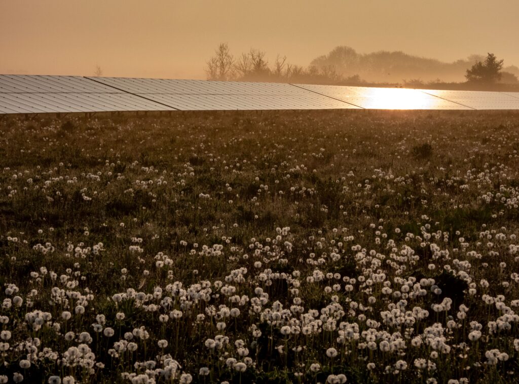 Blenheim Palace, Winston Churchill’s birthplace, now powers over 2,200 homes with its new 7MW solar park, supporting its goal to reach Net Zero by 2027 while boosting biodiversity.
