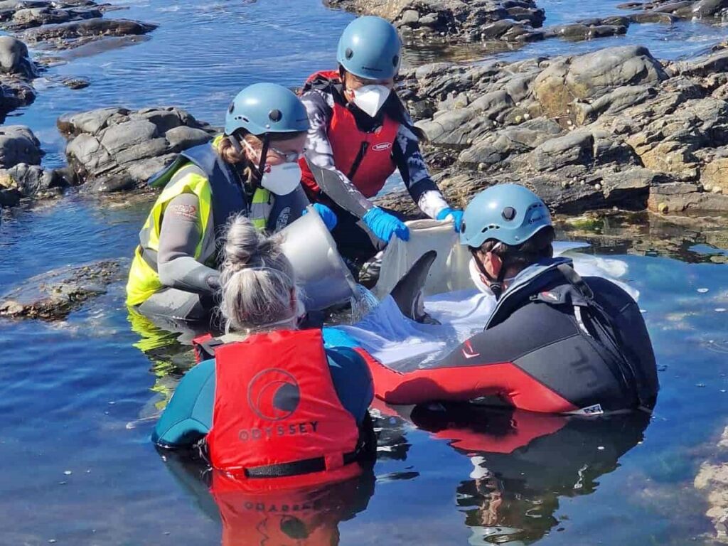 A stranded dolphin was rescued at Cape Cornwall and guided back to sea with unexpected help from a seal, reuniting with its pod after a dramatic but heartwarming ordeal.