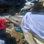 A stranded dolphin was rescued at Cape Cornwall and guided back to sea with unexpected help from a seal, reuniting with its pod after a dramatic but heartwarming ordeal.