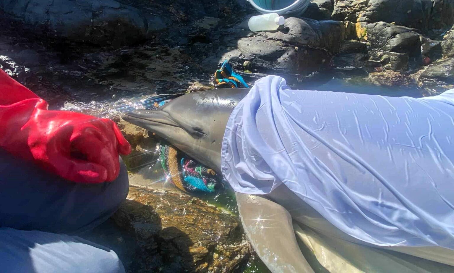 A stranded dolphin was rescued at Cape Cornwall and guided back to sea with unexpected help from a seal, reuniting with its pod after a dramatic but heartwarming ordeal.