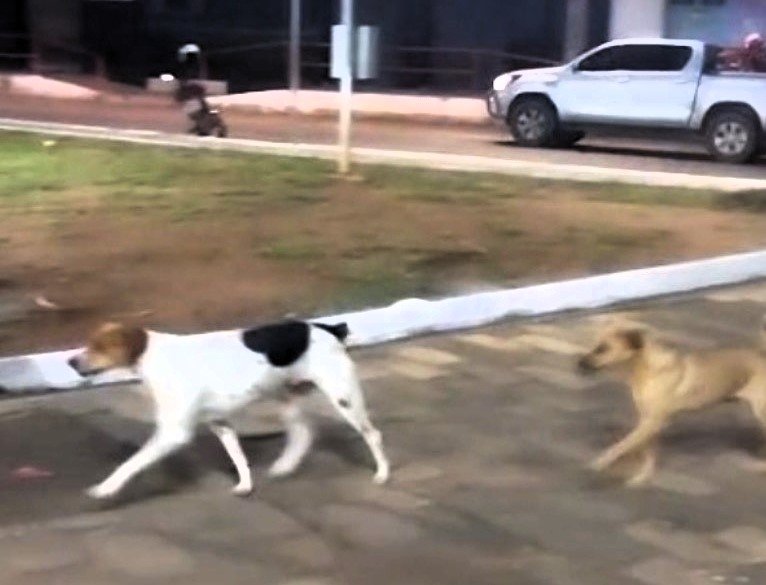 Stray dogs in Candeias, Brazil, gather daily at a church to howl with 6pm bell music - a touching ritual possibly driven by conditioning and community affection.