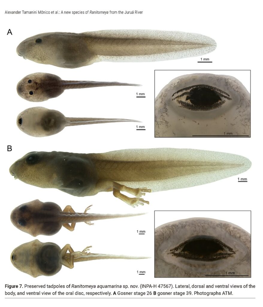 A new species of tiny, poisonous frog named Ranitomeya aquamarina has been discovered in Brazil's Amazon, boasting vibrant colors and rare monogamous behavior.