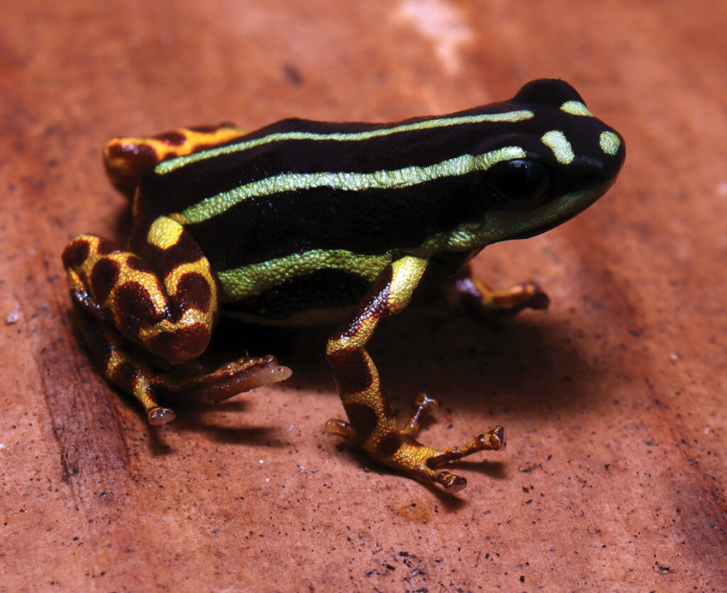 A new species of tiny, poisonous frog named Ranitomeya aquamarina has been discovered in Brazil's Amazon, boasting vibrant colors and rare monogamous behavior.