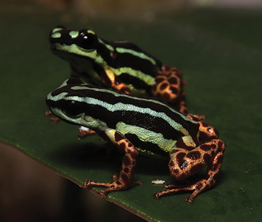 A new species of tiny, poisonous frog named Ranitomeya aquamarina has been discovered in Brazil's Amazon, boasting vibrant colors and rare monogamous behavior.