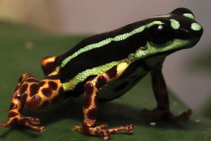 A new species of tiny, poisonous frog named Ranitomeya aquamarina has been discovered in Brazil's Amazon, boasting vibrant colors and rare monogamous behavior.
