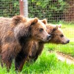 Born to a rescued Ukrainian mother, bear cubs Malenky and Nanuq have found a safe new home in Devon after a long journey from Belgium to escape war and hardship.