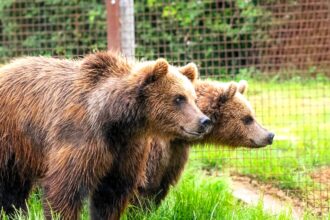 Born to a rescued Ukrainian mother, bear cubs Malenky and Nanuq have found a safe new home in Devon after a long journey from Belgium to escape war and hardship.