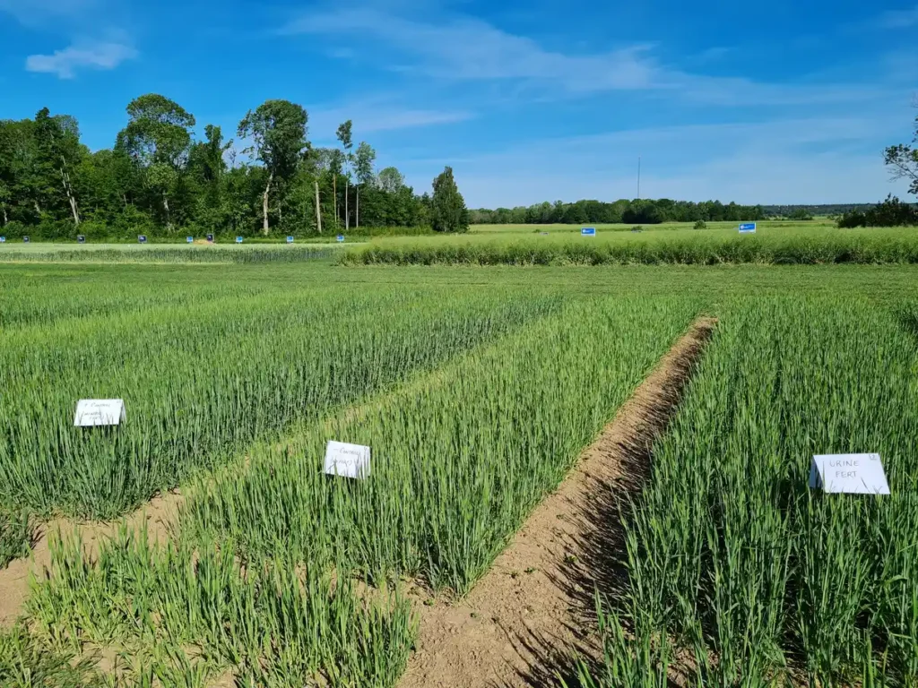 Scientists in Sweden are collecting 20,000 litres of festival pee to turn into fertilizer for barley fields, aiming to brew sustainable beer and cut artificial fertilizer use.