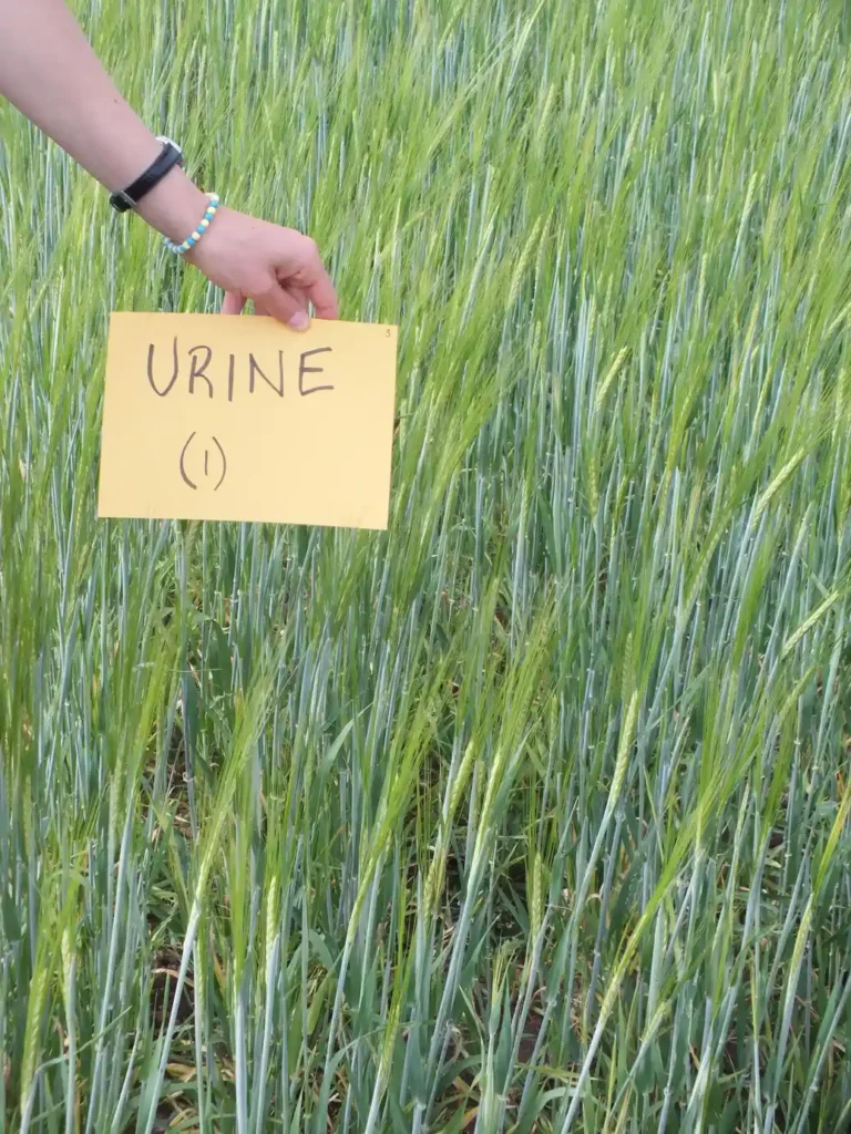 Scientists in Sweden are collecting 20,000 litres of festival pee to turn into fertilizer for barley fields, aiming to brew sustainable beer and cut artificial fertilizer use.