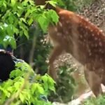 A woman was attacked by a deer in China after snapping photos of it giving birth, prompting warnings from officials to avoid close encounters with wild animals.