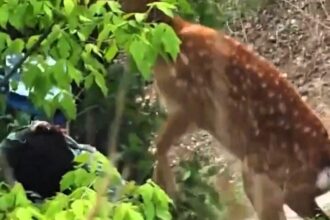 A woman was attacked by a deer in China after snapping photos of it giving birth, prompting warnings from officials to avoid close encounters with wild animals.
