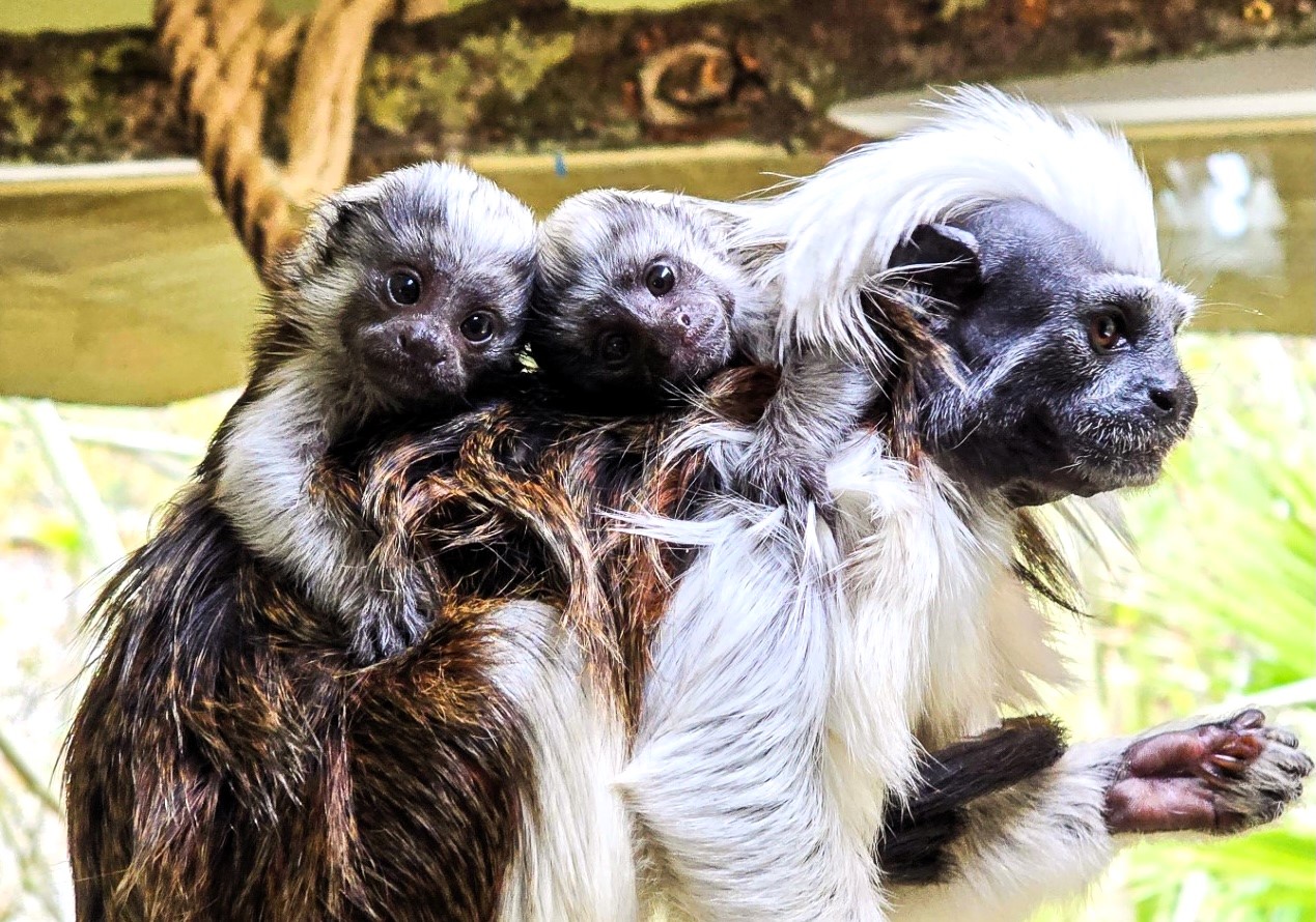Critically endangered cotton-top tamarin twins, each weighing as much as an egg, have been born at Newquay Zoo, marking a key moment in global primate conservation efforts.