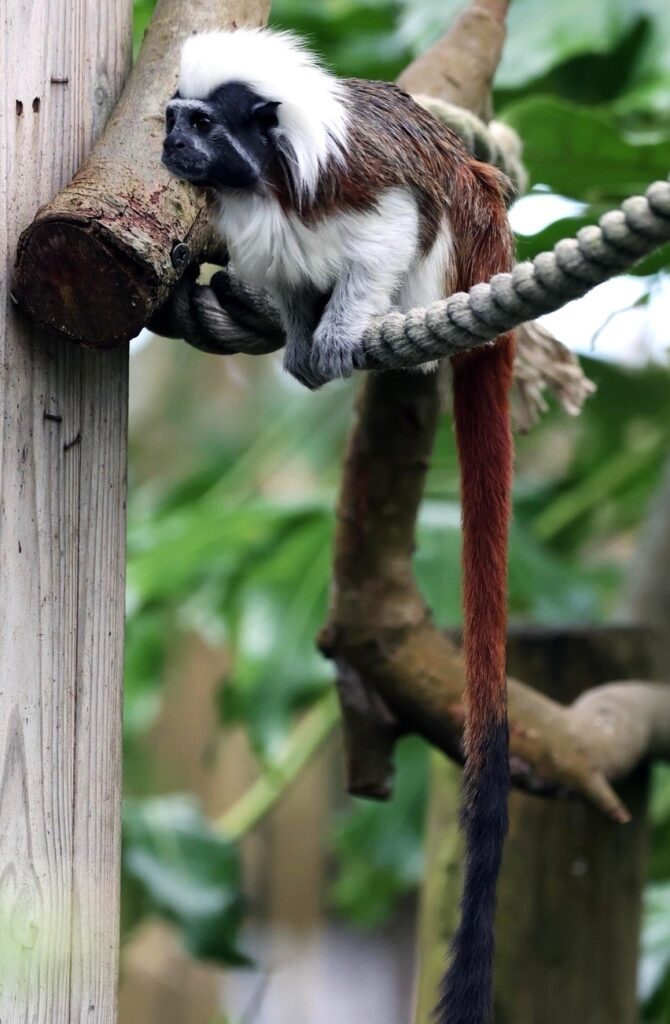 Critically endangered cotton-top tamarin twins, each weighing as much as an egg, have been born at Newquay Zoo, marking a key moment in global primate conservation efforts.