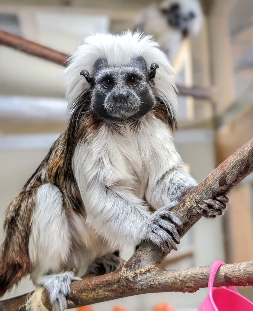 Critically endangered cotton-top tamarin twins, each weighing as much as an egg, have been born at Newquay Zoo, marking a key moment in global primate conservation efforts.