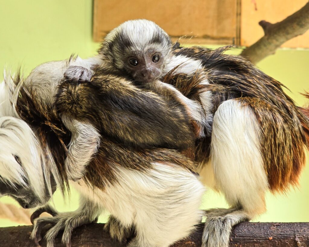 Critically endangered cotton-top tamarin twins, each weighing as much as an egg, have been born at Newquay Zoo, marking a key moment in global primate conservation efforts.