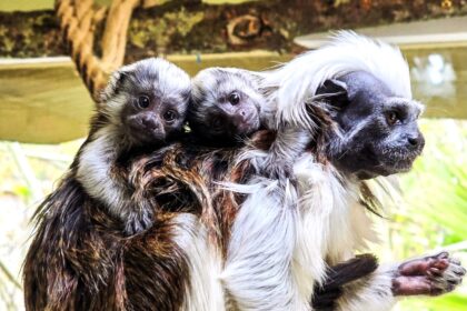 Critically endangered cotton-top tamarin twins, each weighing as much as an egg, have been born at Newquay Zoo, marking a key moment in global primate conservation efforts.