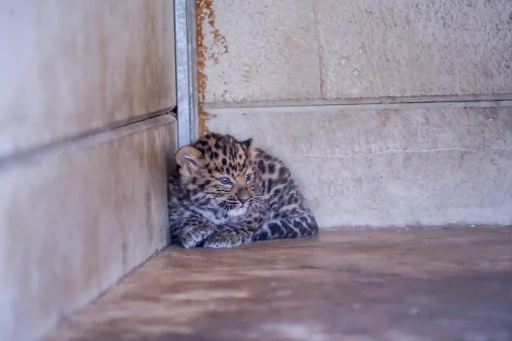Super dad Drake, an Amur leopard at Yorkshire Wildlife Park, is celebrating Father's Day with his third set of rare cubs, offering hope for the world’s most endangered big cats.