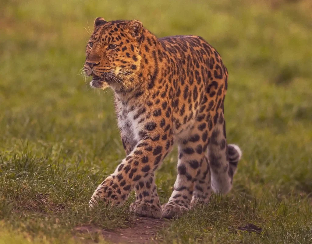 Super dad Drake, an Amur leopard at Yorkshire Wildlife Park, is celebrating Father's Day with his third set of rare cubs, offering hope for the world’s most endangered big cats.