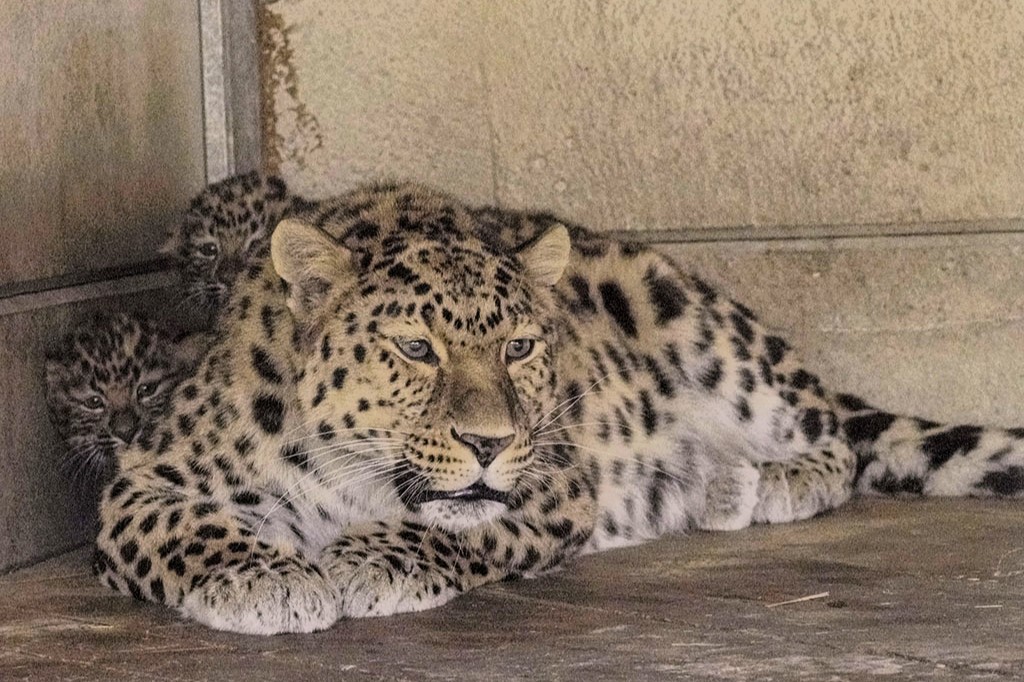 Super dad Drake, an Amur leopard at Yorkshire Wildlife Park, is celebrating Father's Day with his third set of rare cubs, offering hope for the world’s most endangered big cats.