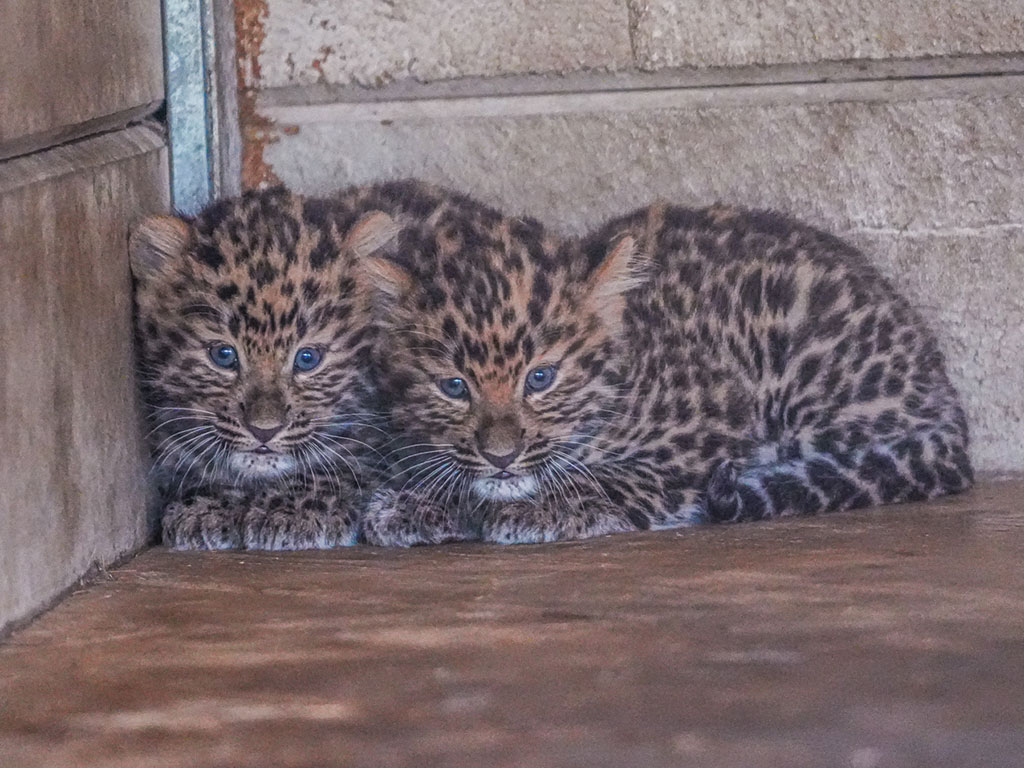 Super dad Drake, an Amur leopard at Yorkshire Wildlife Park, is celebrating Father's Day with his third set of rare cubs, offering hope for the world’s most endangered big cats.