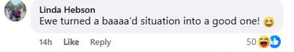 Social media comment on the post of Sheep and lambs rescued from roof in Penrith after escaping field - firefighters and farmer team up in baa-rmy mission that left locals in stitches.