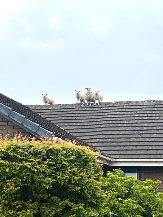 Sheep and lambs rescued from roof in Penrith after escaping field - firefighters and farmer team up in baa-rmy mission that left locals in stitches.