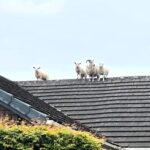 Sheep and lambs rescued from roof in Penrith after escaping field - firefighters and farmer team up in baa-rmy mission that left locals in stitches.