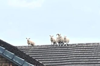 Sheep and lambs rescued from roof in Penrith after escaping field - firefighters and farmer team up in baa-rmy mission that left locals in stitches.
