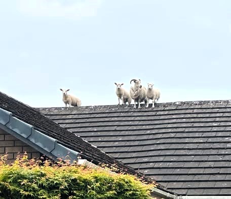Sheep and lambs rescued from roof in Penrith after escaping field - firefighters and farmer team up in baa-rmy mission that left locals in stitches.
