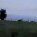 Big cat fears in Lancashire as mystery beast with long tail filmed near Blackburn - spotted by stunned driver near 4ft fence on West Pennine Moors at dusk.
