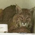 A bobcat broke into a Colorado home and ignored officers’ attempts to lure it out with a laser pointer. The unimpressed wildcat left on its own, unfazed by the tactic.